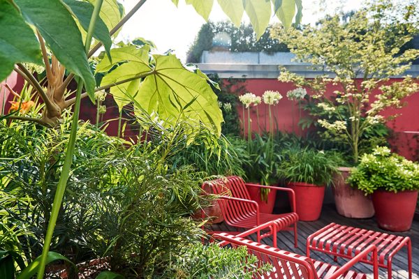 Islington Garden - plants