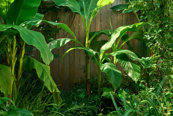 Dalston Garden Design