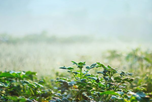 irrigation systems for London gardens, Town & Country Gardens