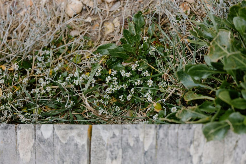 Winter Planting with Town & Country Gardens: Bulbs, Evergreens and Shrubs That Thrive in the Cold